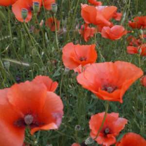 coquelicots